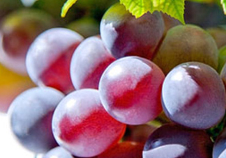 巨峰葡萄和葡萄有什么區(qū)別？巨峰葡萄是轉(zhuǎn)基因的嗎？