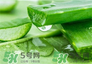 新鮮蘆薈怎么做面膜?用新鮮蘆薈做面膜好嗎? 新鮮蘆薈怎么做面膜?用新鮮蘆薈做面膜好嗎?