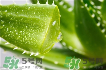 新鮮蘆薈怎么做面膜?用新鮮蘆薈做面膜好嗎? 新鮮蘆薈怎么做面膜?用新鮮蘆薈做面膜好嗎?