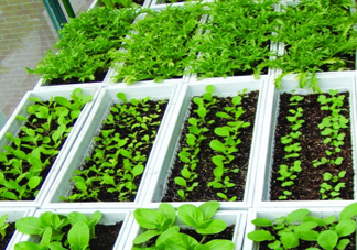 入伏種什么菜？入伏適合種哪些蔬菜？