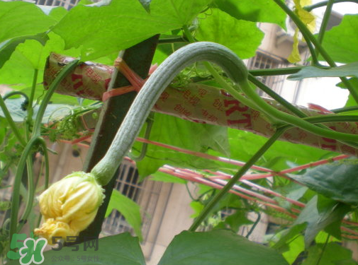 七月份可以種絲瓜嗎？絲瓜幾月份種植？