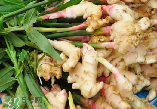 7月份可以種生姜嗎？生姜幾月份種植？