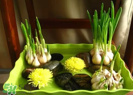 七月份可以種大蒜嗎？七月份怎樣種植大蒜才能發(fā)芽？