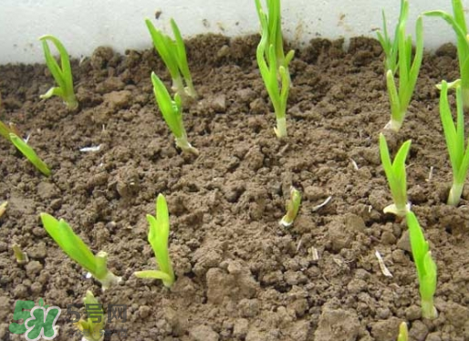 七月份可以種大蒜嗎？七月份怎樣種植大蒜才能發(fā)芽？