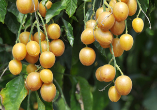 黃皮果能解酒嗎？黃皮果可以解酒嗎