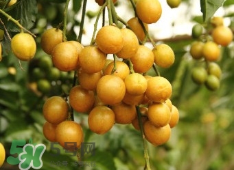 黃皮果什么人不能吃？黃皮果不能和什么一起吃