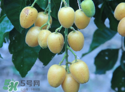 黃皮果什么人不能吃？黃皮果不能和什么一起吃