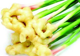 7月份可以種生姜嗎？生姜幾月份種植？