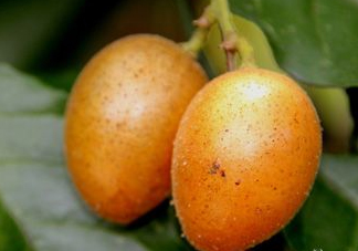 黃皮可以吃皮嗎？黃皮果可以帶皮吃嗎