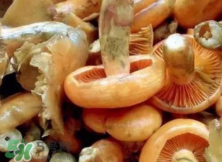 樅樹菌有毒嗎？樅樹菌怎么做好吃？