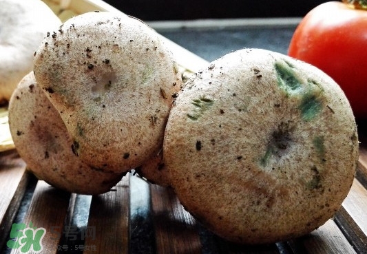 樅樹菌可以人工種植嗎？怎么鑒別樅樹菌是否有毒