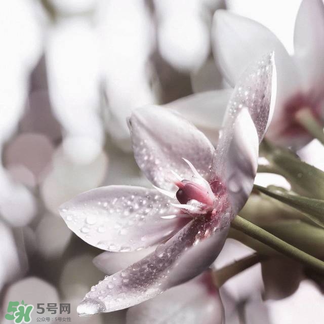 雅詩(shī)蘭黛2017春夏新品有哪些_什么時(shí)候上市 雅詩(shī)蘭黛2017春夏新品有哪些_什么時(shí)候上市