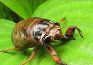 入伏還有知了猴嗎？入伏后還有知了猴嗎？