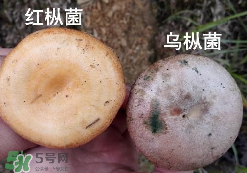 樅樹菌多少錢一斤 樅樹菌價格行情 樅樹菌多少錢一斤 樅樹菌價格行情