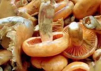 樅樹菌不能與什么同食？樅樹菌不能和什么一起吃