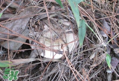 樅樹菌幾月才有？樅樹菌什么時候才有