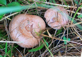 樅樹菌孕婦可以吃嗎？孕婦能吃樅樹菌嗎
