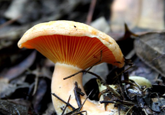 樅樹菌有毒嗎？樅樹菌怎么做好吃？