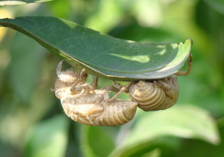水煮蟬蛹怎么做？蟬蛹煮多久可以熟？