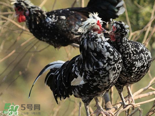 貴妃雞市場價(jià)多少錢一只 貴妃雞可以長多大 貴妃雞市場價(jià)多少錢一只 貴妃雞可以長多大