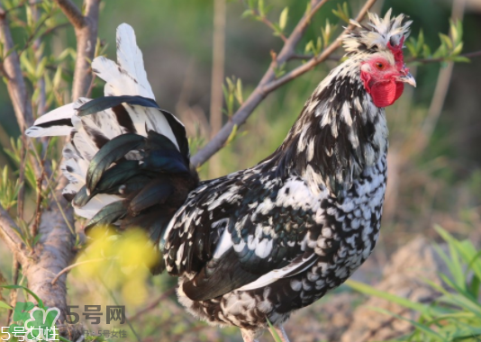 貴妃雞市場價(jià)多少錢一只 貴妃雞可以長多大 貴妃雞市場價(jià)多少錢一只 貴妃雞可以長多大