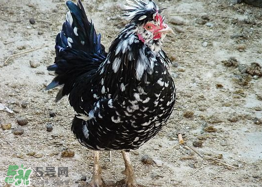 貴妃雞市場價(jià)多少錢一只 貴妃雞可以長多大 貴妃雞市場價(jià)多少錢一只 貴妃雞可以長多大