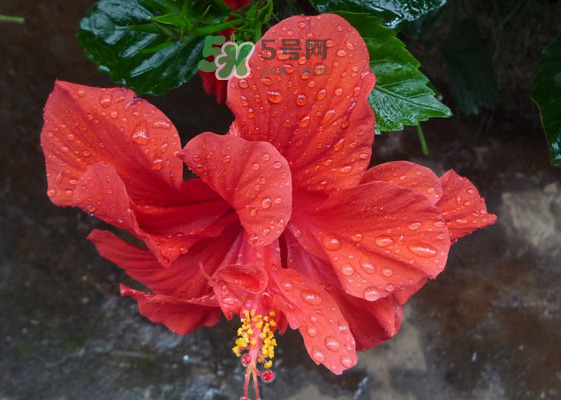 2017大暑會(huì)不會(huì)下雨？2017大暑下雨好嗎？