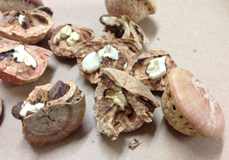 風流果泡酒要不要敲碎？壯陽果泡水要不要敲碎？