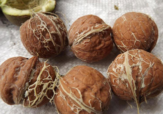 青皮核桃是怎么變成干核桃的？吃核桃為什么有酒味