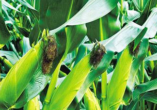 8月份能種玉米嗎？八月份可以種玉米嗎？