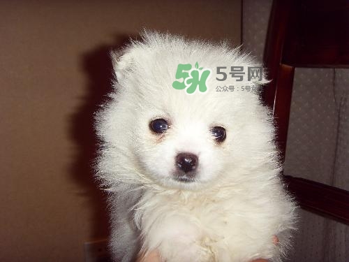 三伏天狗狗不吃飯怎么辦？三伏天狗狗不吃飯怎么回事？