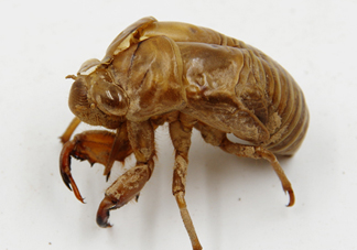 知了殼能泡水喝嗎？知了殼煮水治什么？