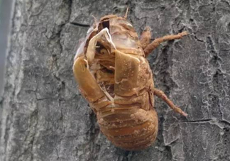 知了殼有什么藥用價值？知了殼的功效與作用