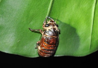 知了殼能治過敏性鼻炎嗎？知了殼可以治過敏性鼻炎嗎？