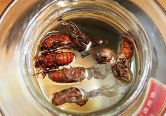 知了殼可以泡酒嗎？知了殼泡酒有什么功效？