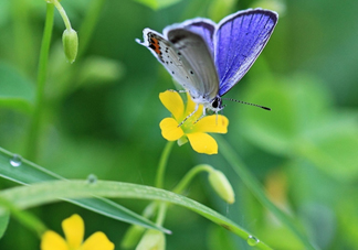 閏六月為什么熱？2017閏六月會多熱一個月嗎？