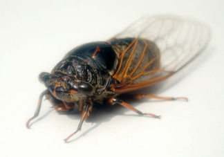 知了猴和知了哪個更好吃？知了猴和知了的區(qū)別