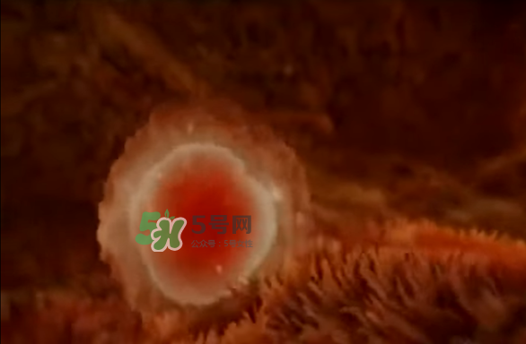 懷孕初期怎么保胎？陰道出血是流產(chǎn)征兆嗎？