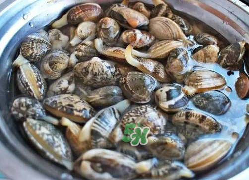 花蛤是什么 花蛤多少錢(qián)一斤市場(chǎng)價(jià) 花蛤是什么 花蛤多少錢(qián)一斤市場(chǎng)價(jià)