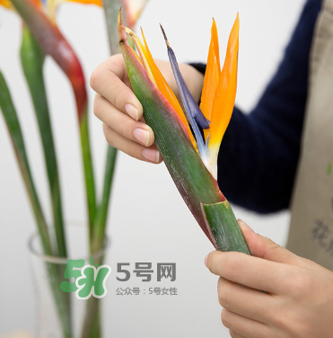 鮮花怎么保存時間長 鮮花怎么保鮮 鮮花怎么保存時間長 鮮花怎么保鮮