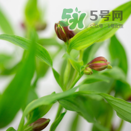 鮮花怎么保存時間長 鮮花怎么保鮮 鮮花怎么保存時間長 鮮花怎么保鮮