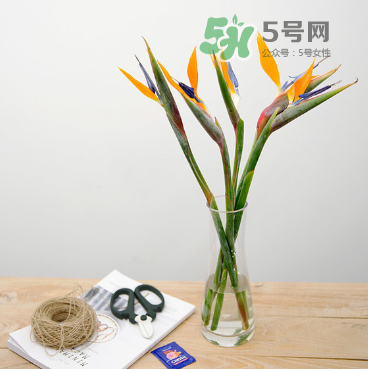 鮮花怎么保存時間長 鮮花怎么保鮮 鮮花怎么保存時間長 鮮花怎么保鮮