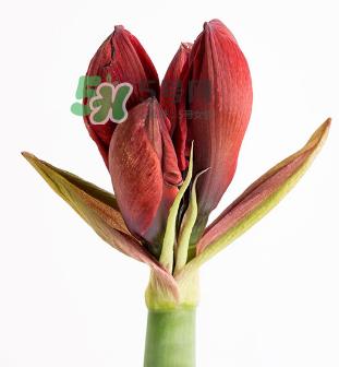 鮮花怎么保存時間長 鮮花怎么保鮮 鮮花怎么保存時間長 鮮花怎么保鮮