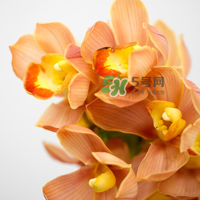 鮮花怎么保存時間長 鮮花怎么保鮮 鮮花怎么保存時間長 鮮花怎么保鮮