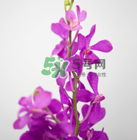 鮮花怎么保存時間長 鮮花怎么保鮮 鮮花怎么保存時間長 鮮花怎么保鮮