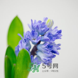 鮮花怎么保存時間長 鮮花怎么保鮮 鮮花怎么保存時間長 鮮花怎么保鮮