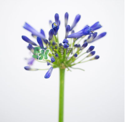 鮮花怎么保存時間長 鮮花怎么保鮮 鮮花怎么保存時間長 鮮花怎么保鮮