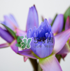 鮮花怎么保存時間長 鮮花怎么保鮮 鮮花怎么保存時間長 鮮花怎么保鮮