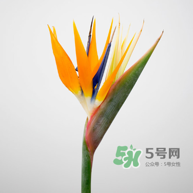 鮮花怎么保存時間長 鮮花怎么保鮮 鮮花怎么保存時間長 鮮花怎么保鮮