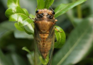 知了殼哪里收購？哪里有收知了殼的？